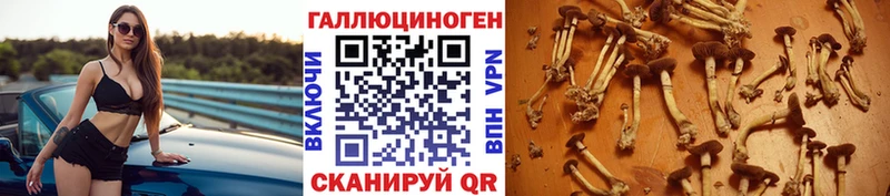 Купить закладки  Южно-Сухокумск  Псилоцибиновые грибы Psilocybe 